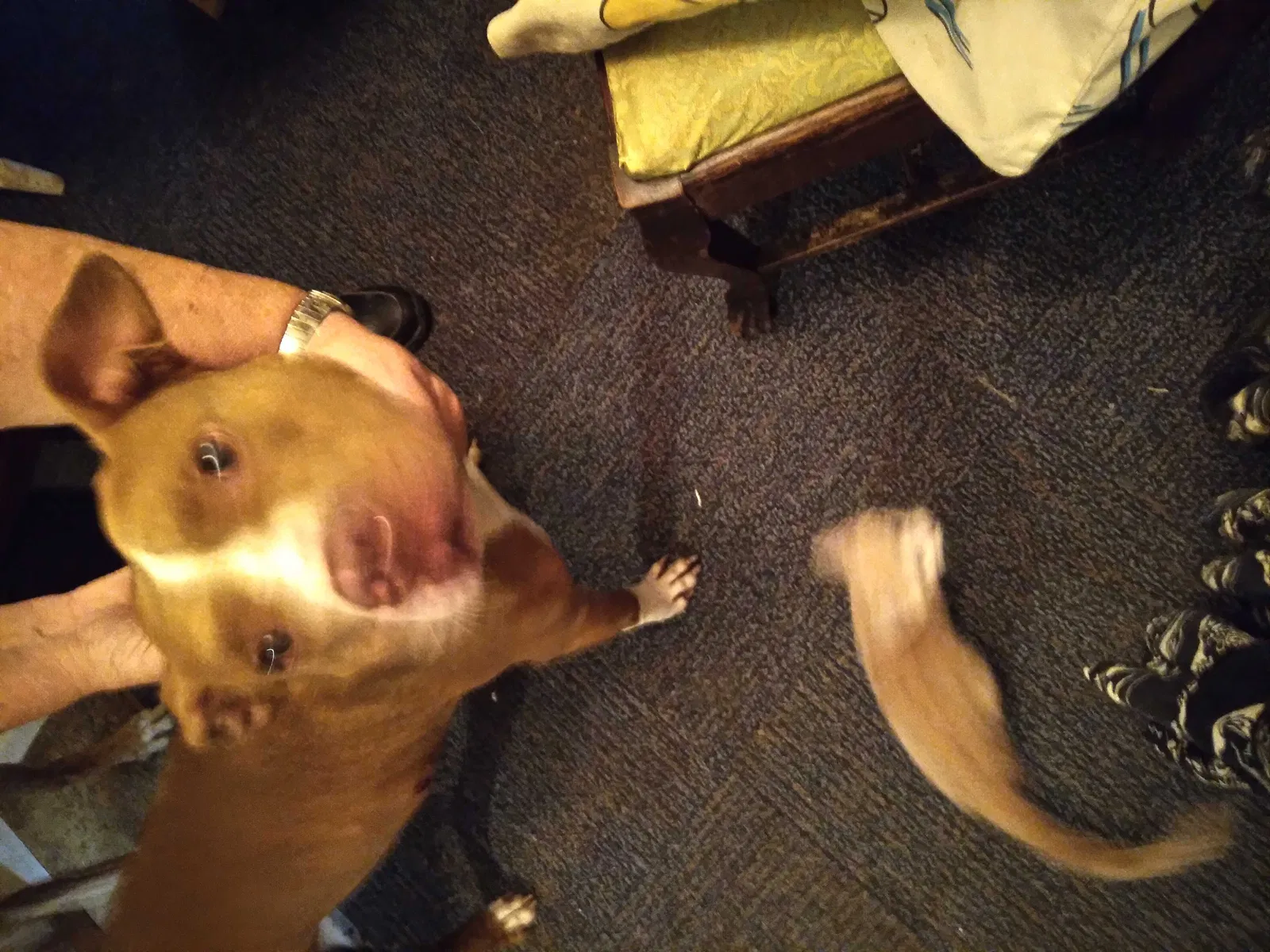 Found dog in Belle, MO, 65013