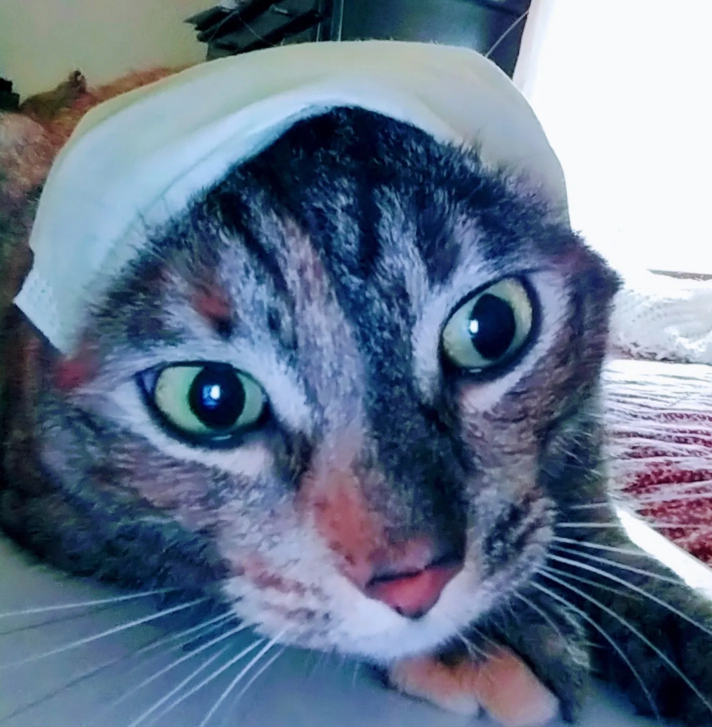 Lost cat in Newport, RI, 2840