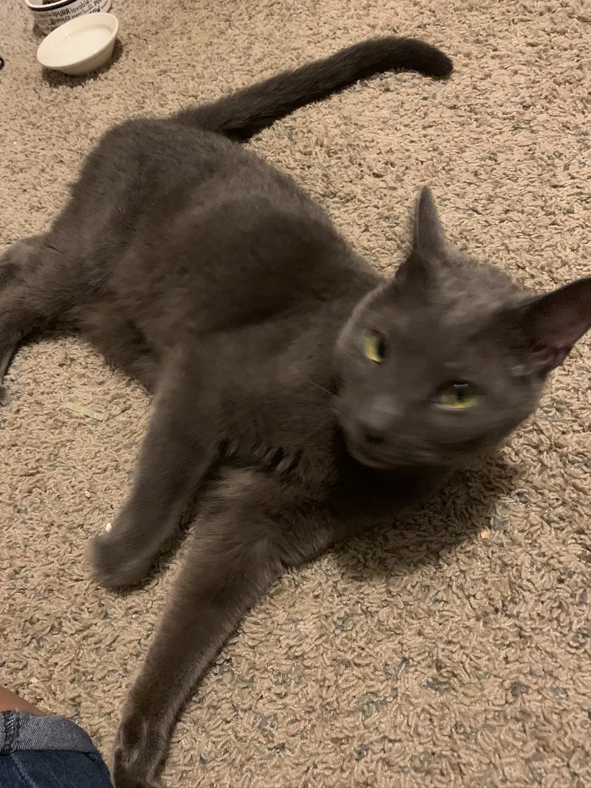 Lost cat in Sussex, WI, 53089