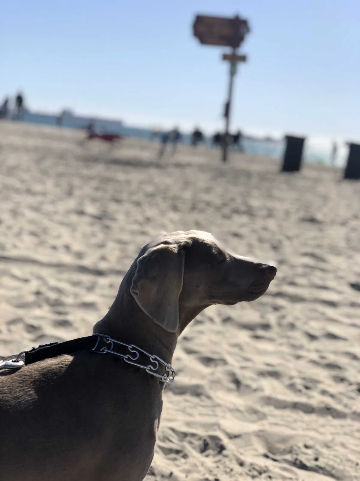 Lost dog in Long Beach, CA, 90803