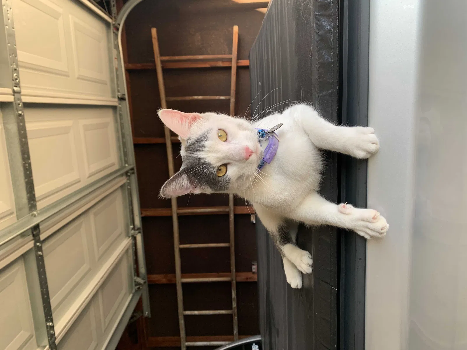 Lost cat in Wyoming, MI, 49509