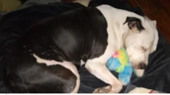Lost dog in Semmes, AL, 36575
