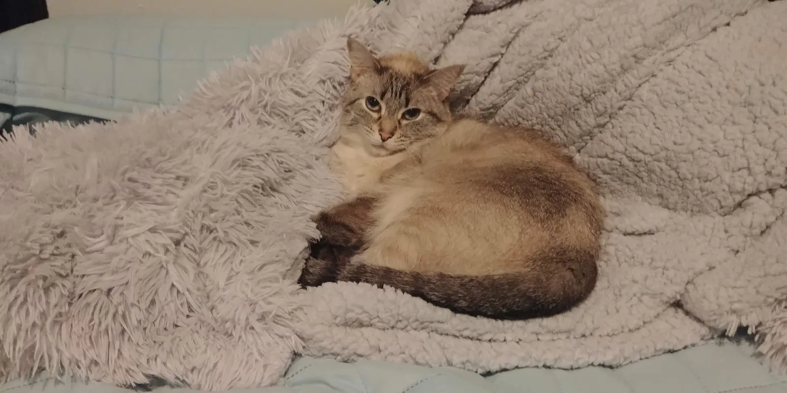 Lost cat in Saint Paris, OH, 43072