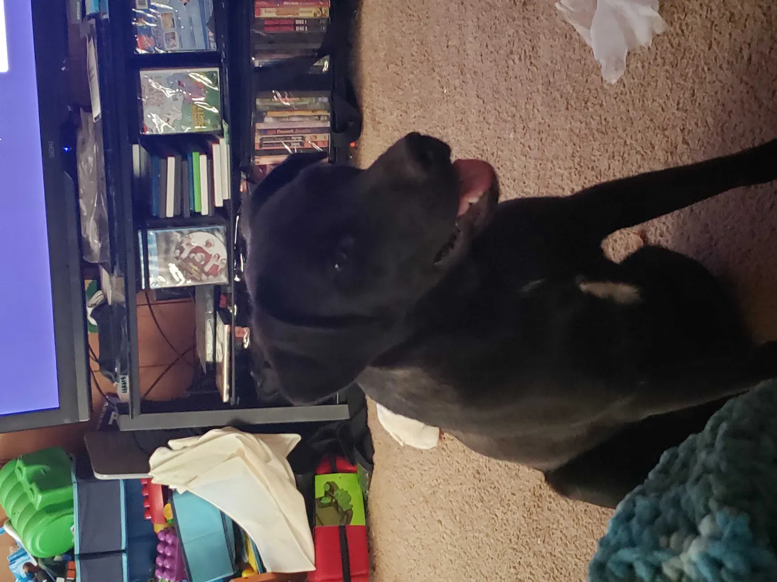 Lost dog in Memphis, TN, 38118