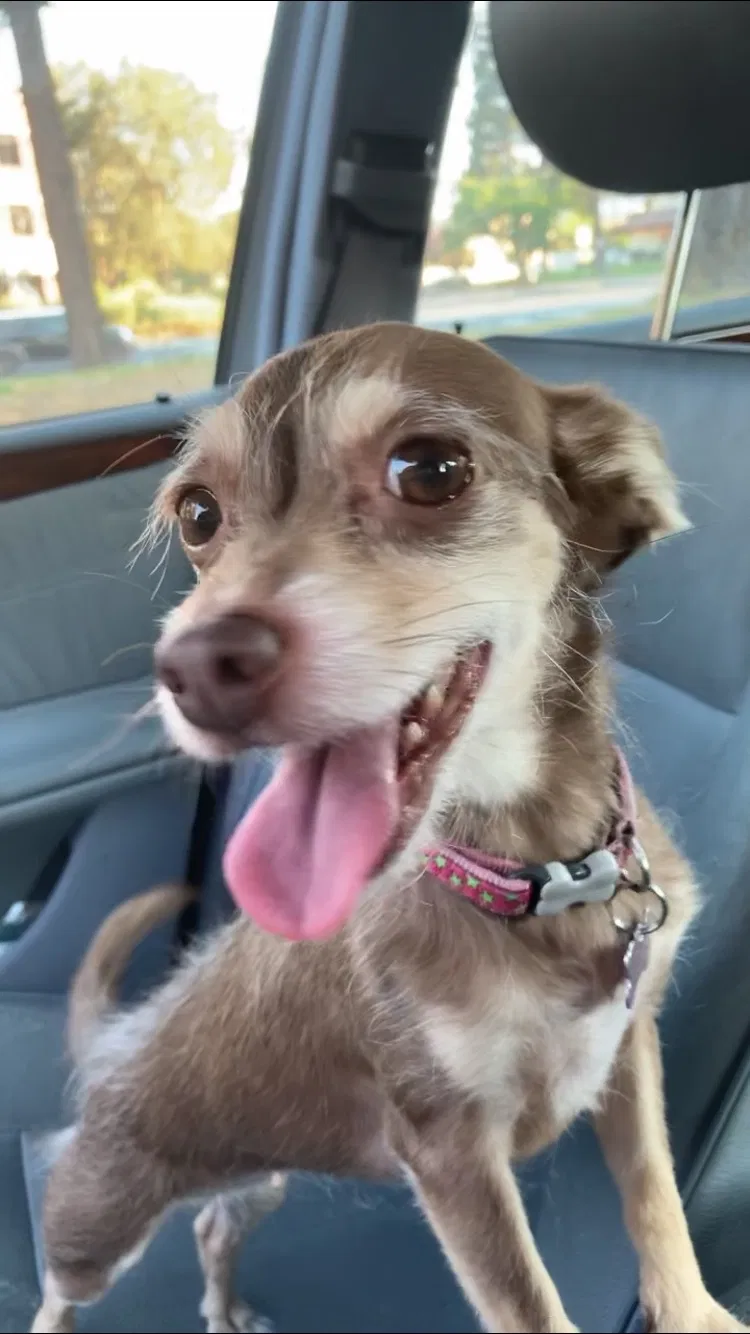 Lost dog in Danville, CA, 94526