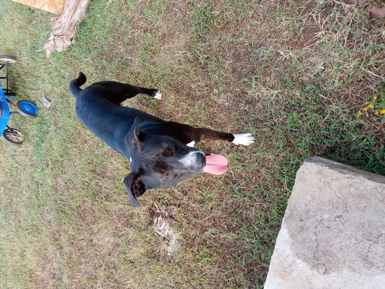 Lost dog in Depew, OK, 74028