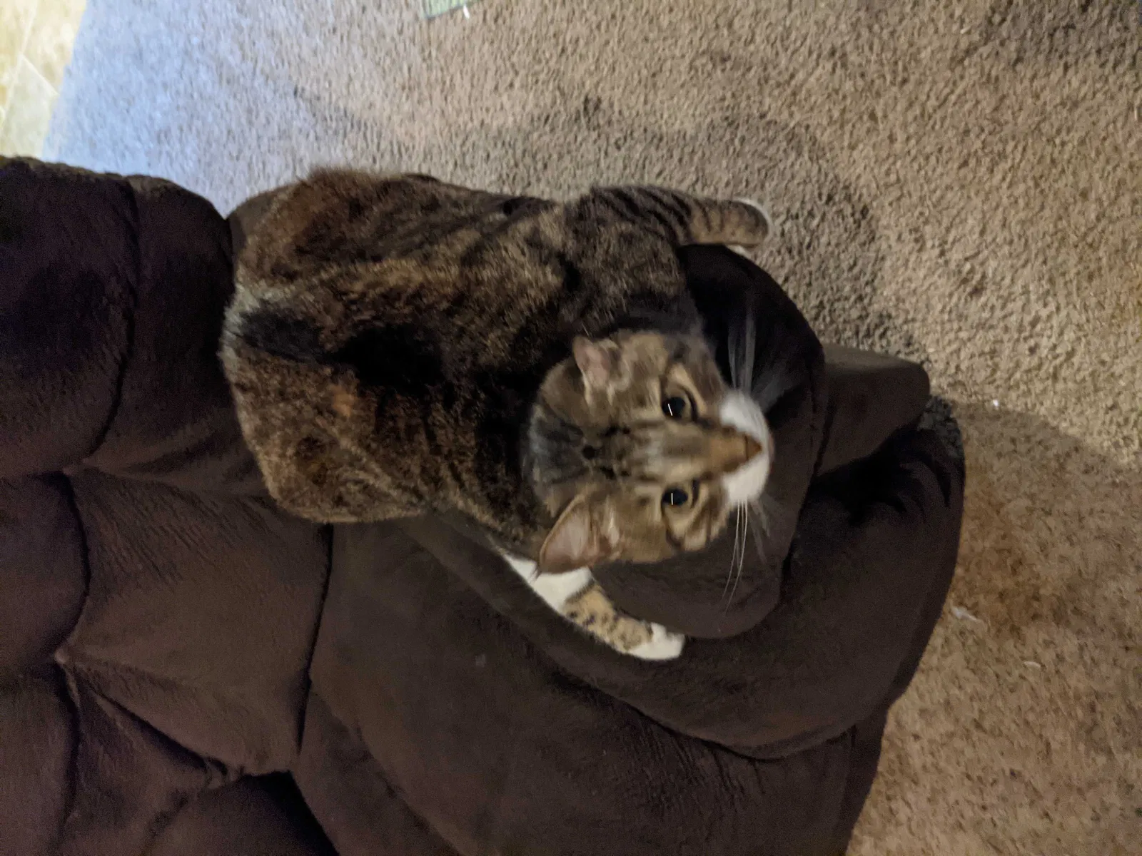 Lost cat in Tulsa, OK, 74145