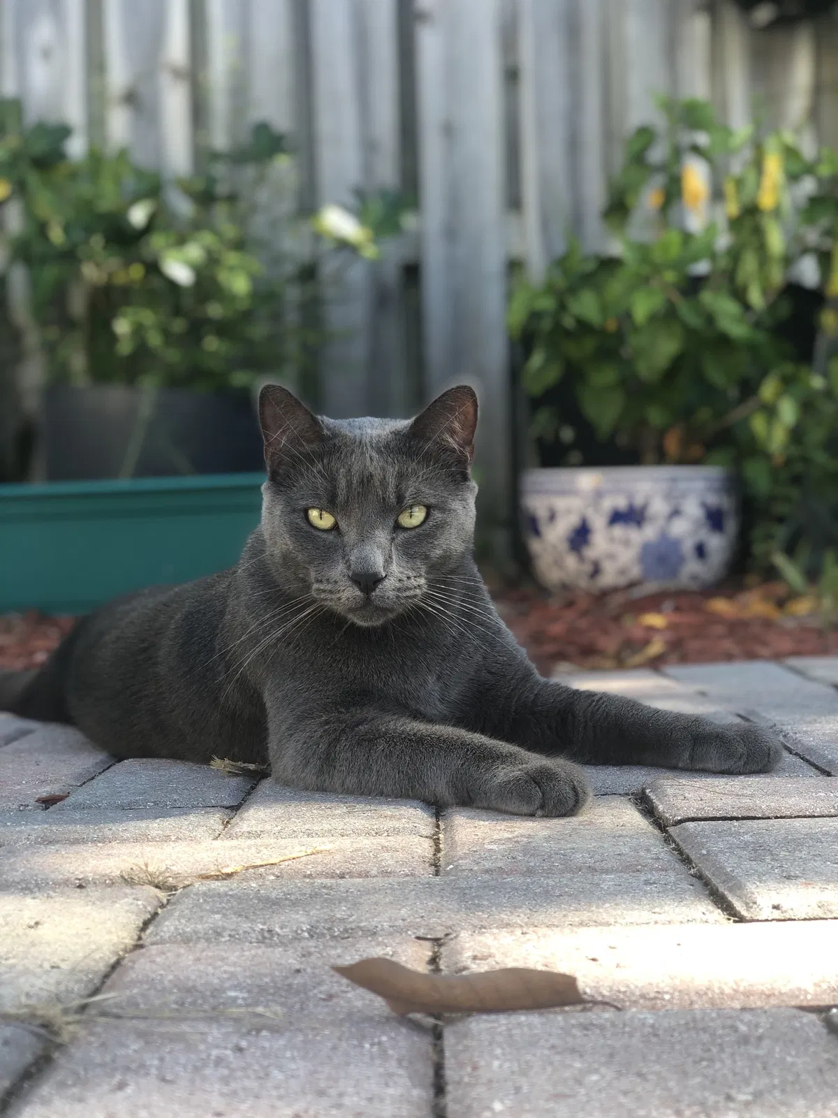 Lost cat in Fort Lauderdale, FL, 33334