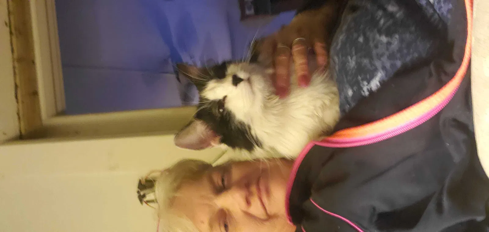 Lost cat in Whitten, IA, 50269