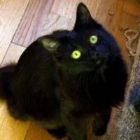 Lost cat in Keene, NH, 3431