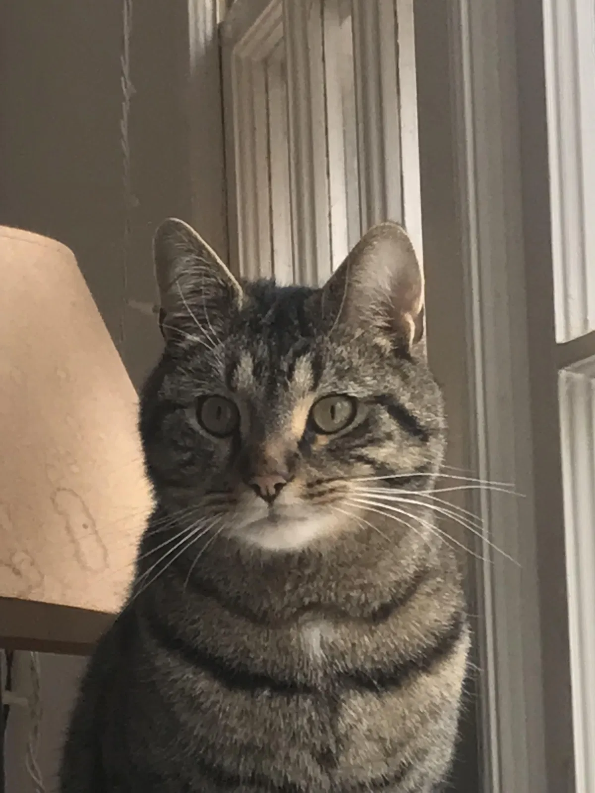 Lost cat in Woodbridge, CT, 6525