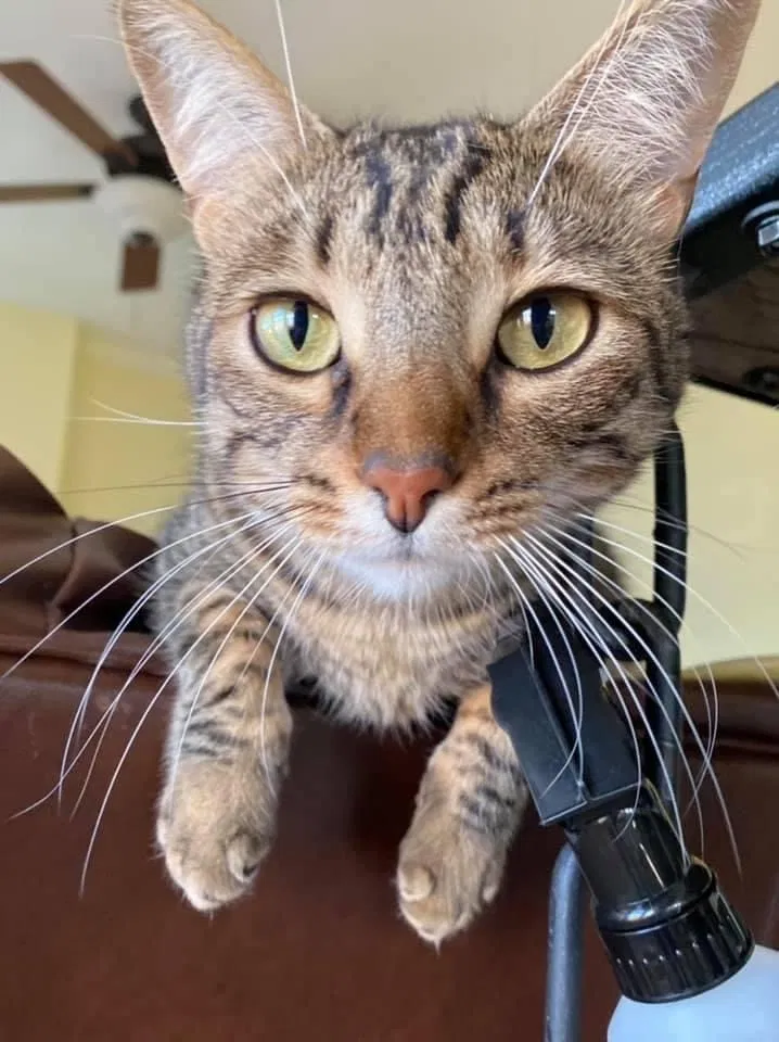 Lost cat in Cedar Park, TX, 78613