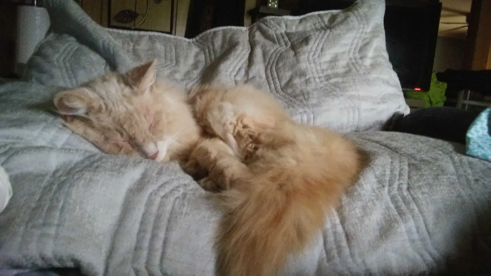 Lost cat in Knoxville, TN, 37920