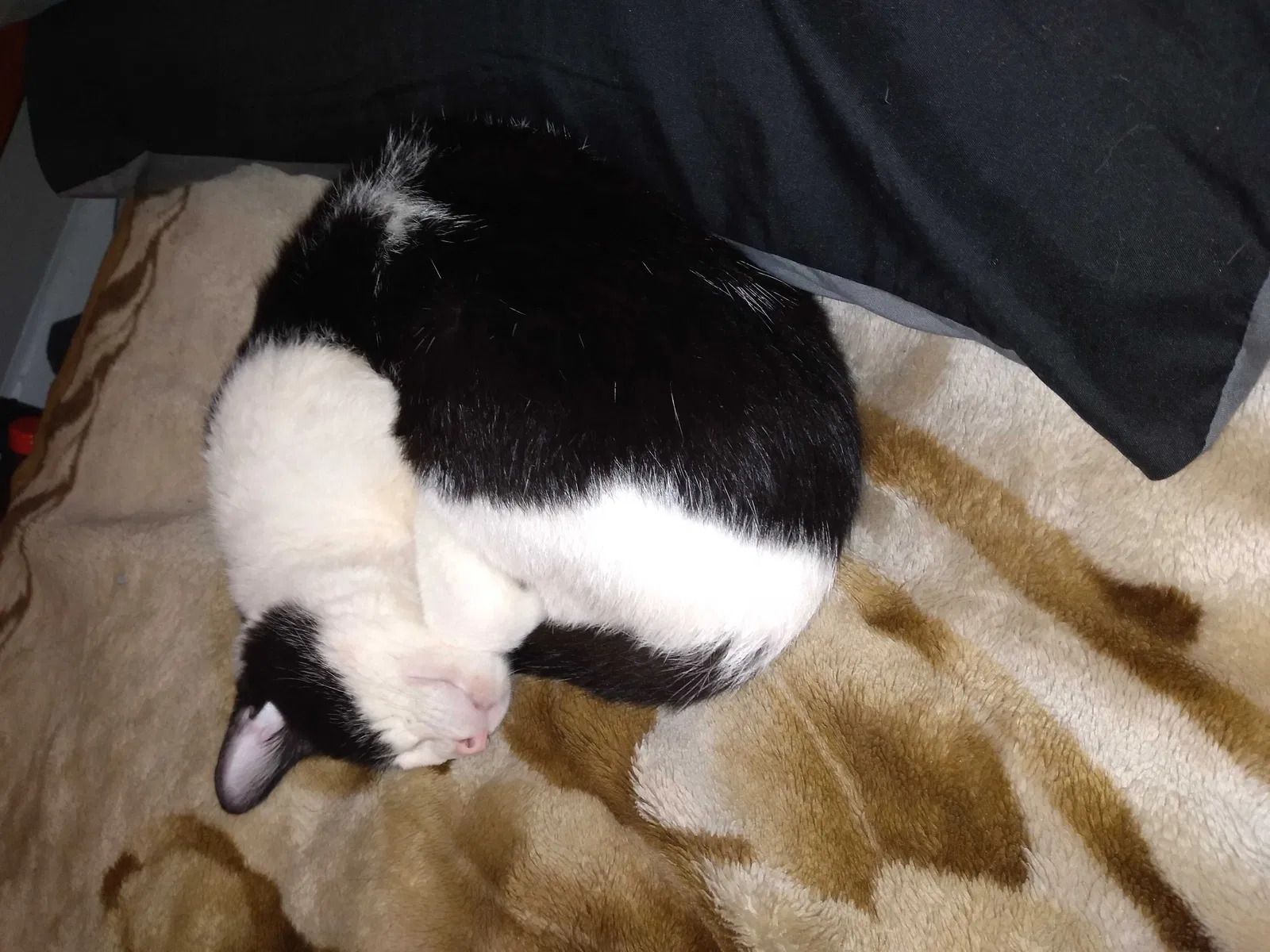 Lost cat in Lexington, KY, 40511