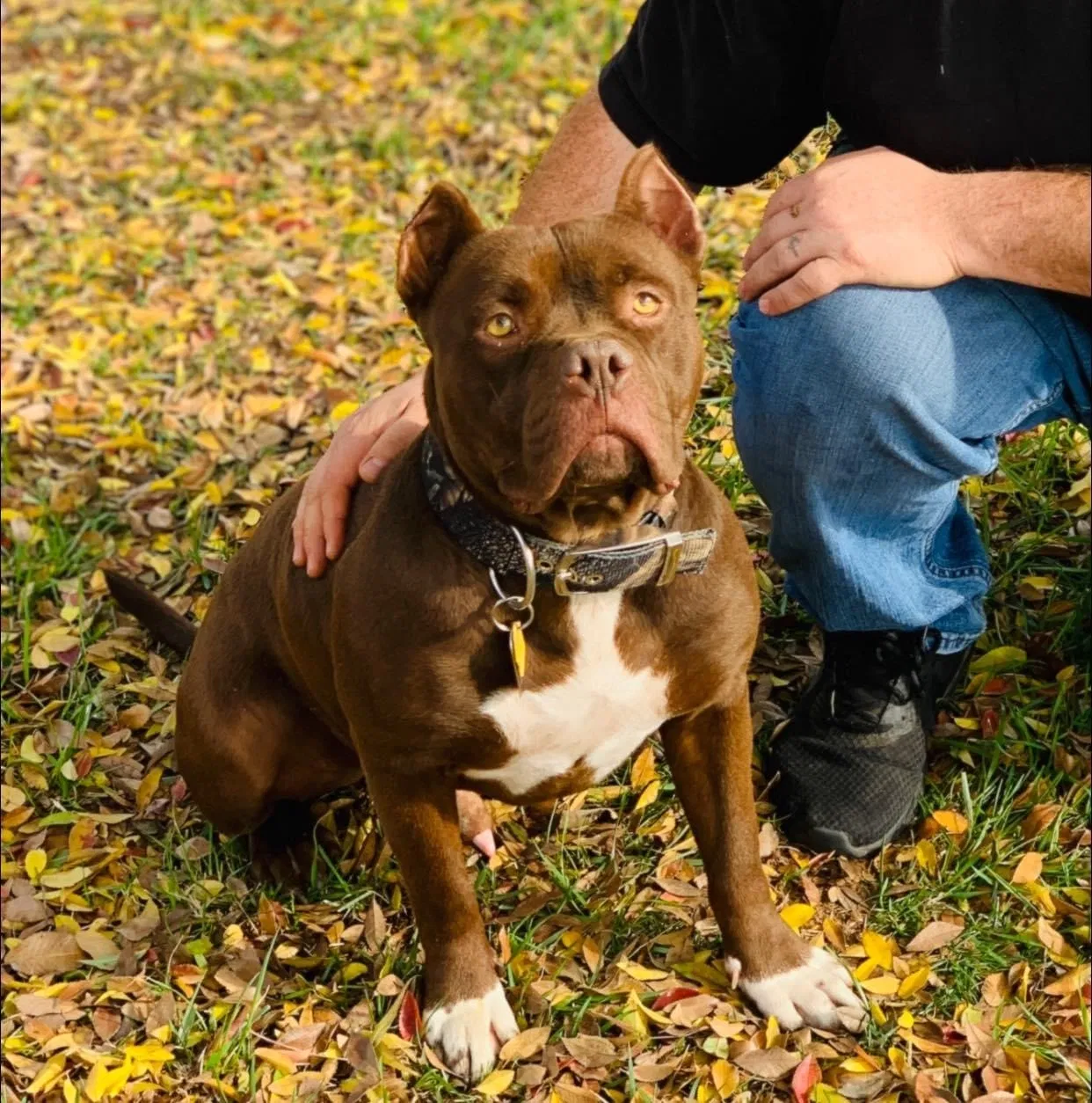 Lost dog in Delano, CA, 93215