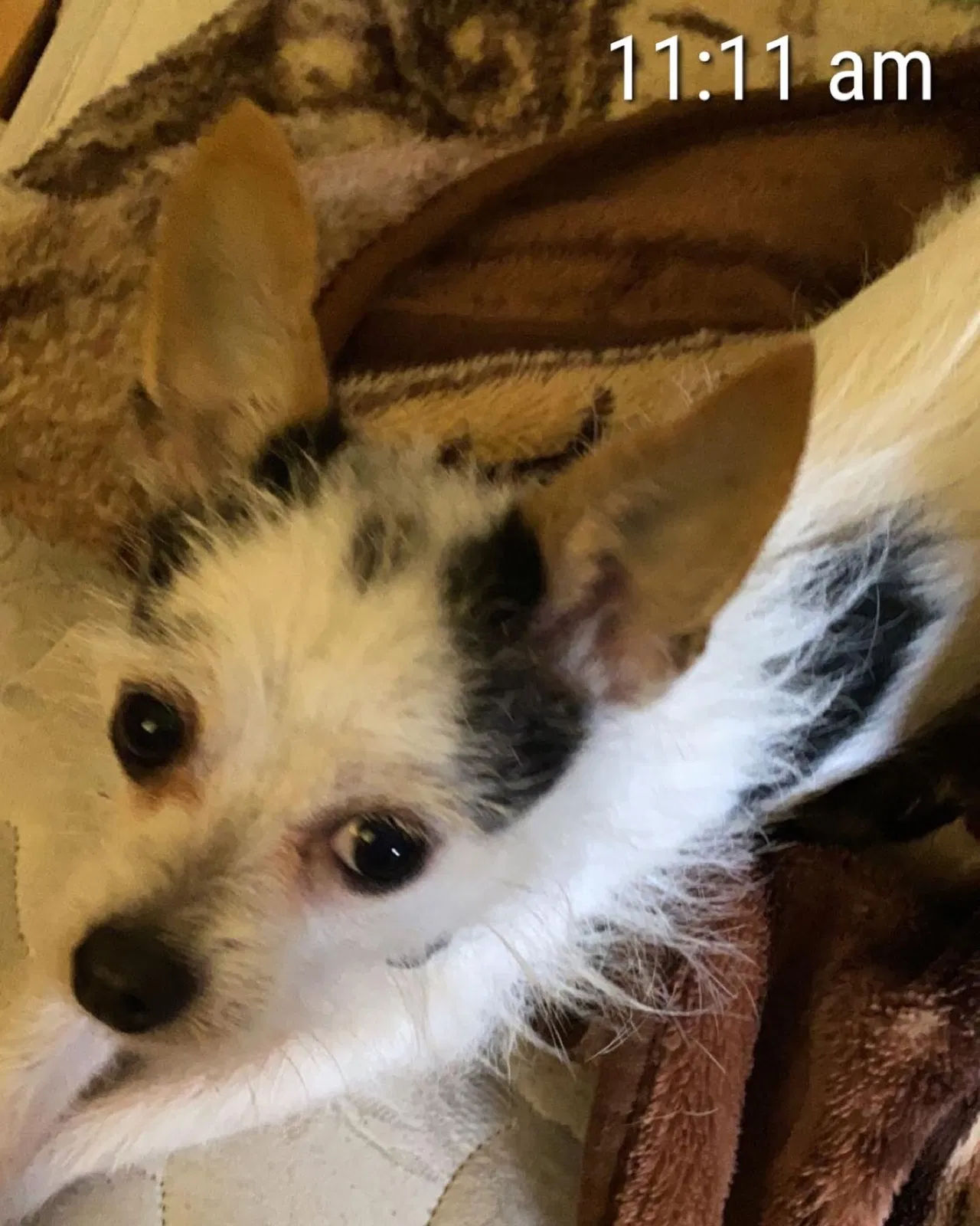 Lost dog in San Fernando, CA, 91340