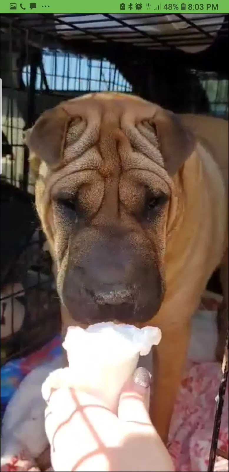 Lost dog in Santa Monica, CA, 90405