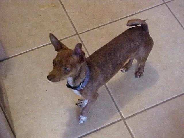 Lost dog in Bakersfield, CA, 93309