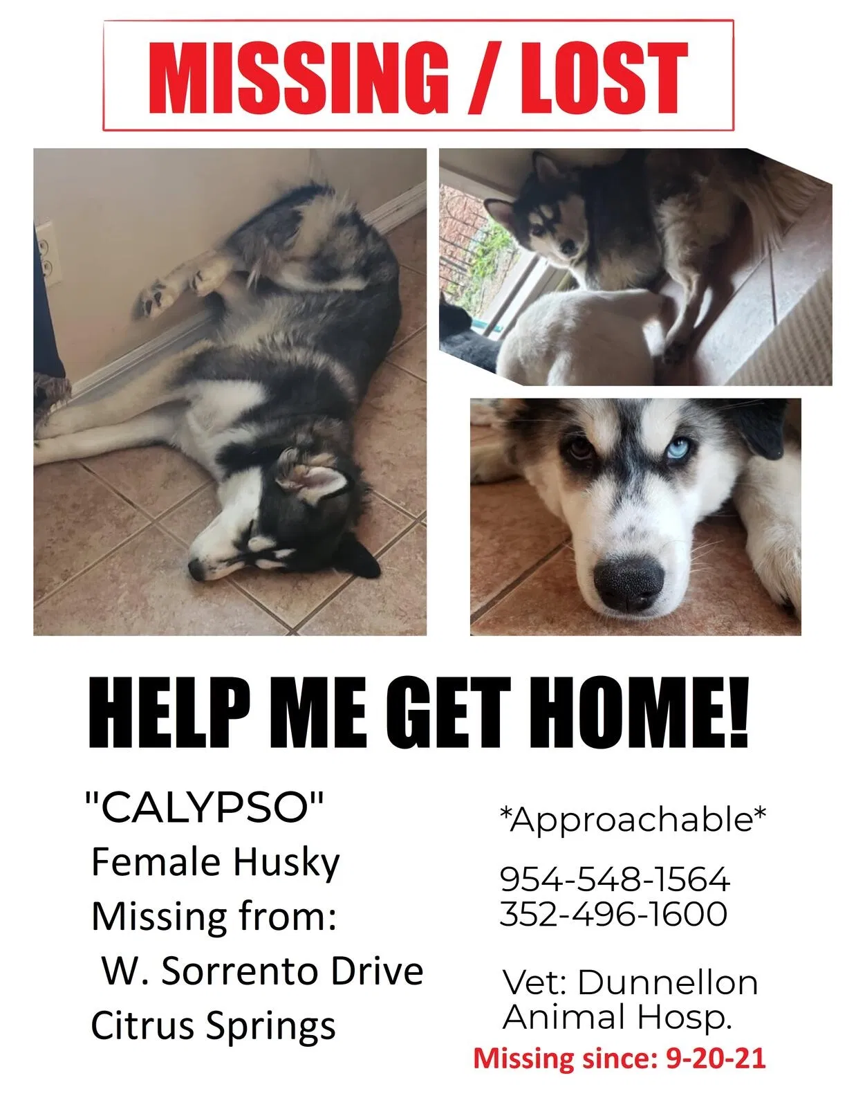 Lost dog in Dunnellon, FL, 34434