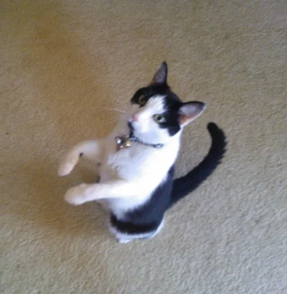 Lost cat in West Palm Beach, FL, 33401