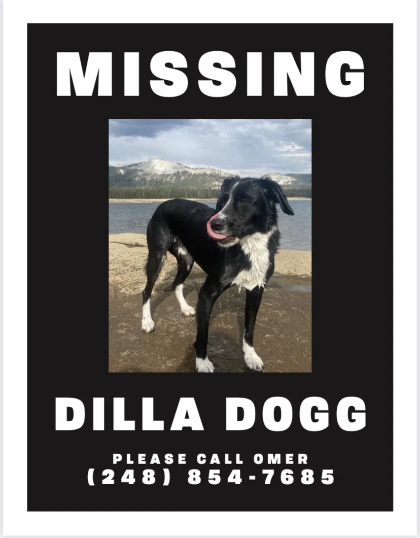 Lost dog in Long Beach, CA, 90806