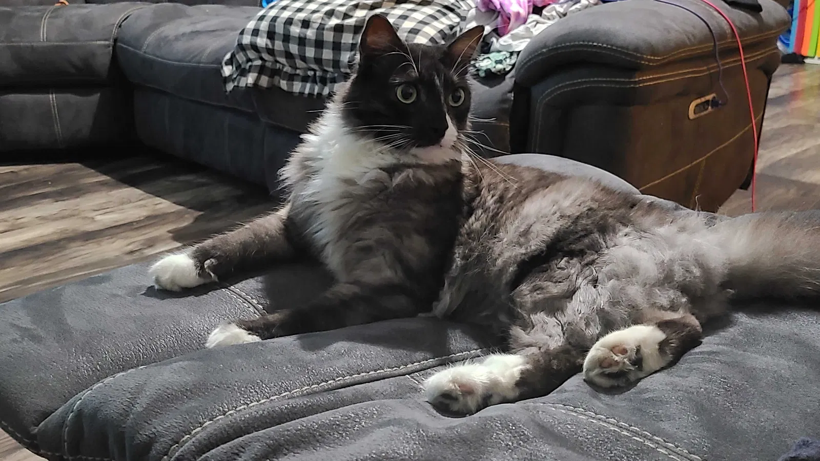 Lost cat in Redlands, CA, 92374