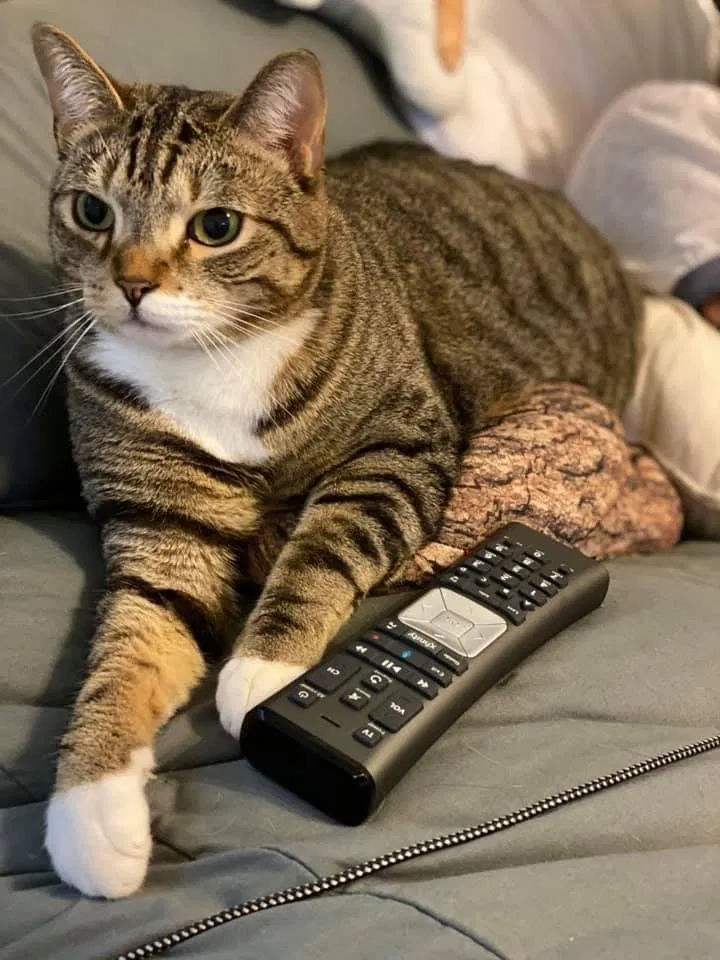 Lost cat in Atlanta, GA, 30316