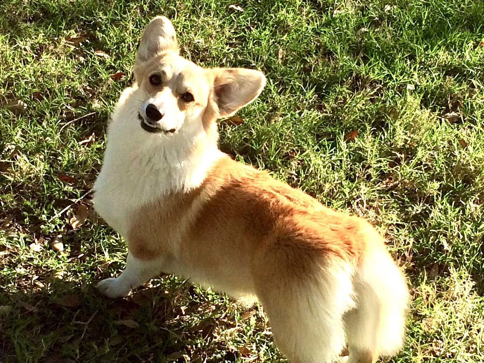 Lost dog in Kingsbury, TX, 78638