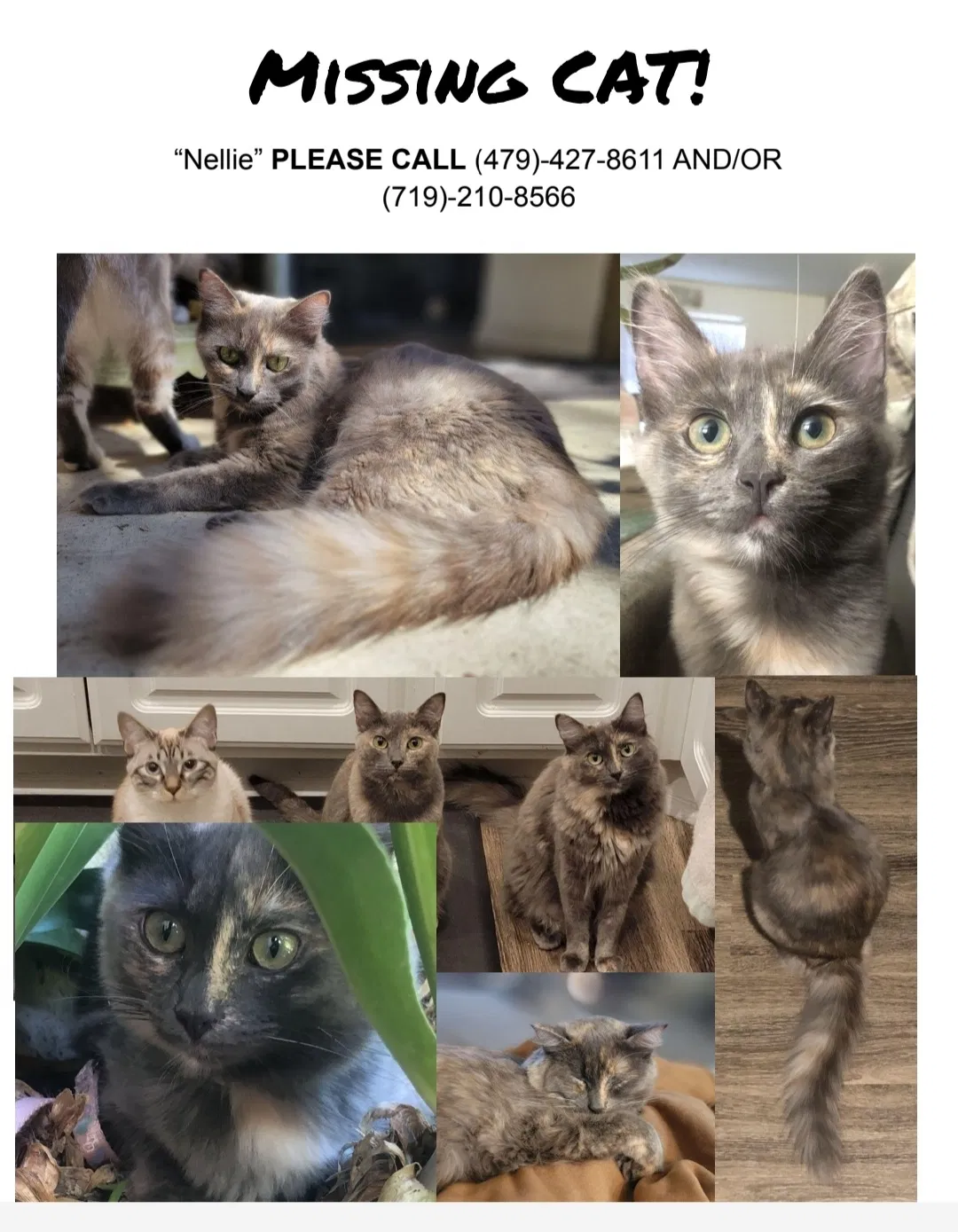 Lost cat in Ventura, CA, 93004