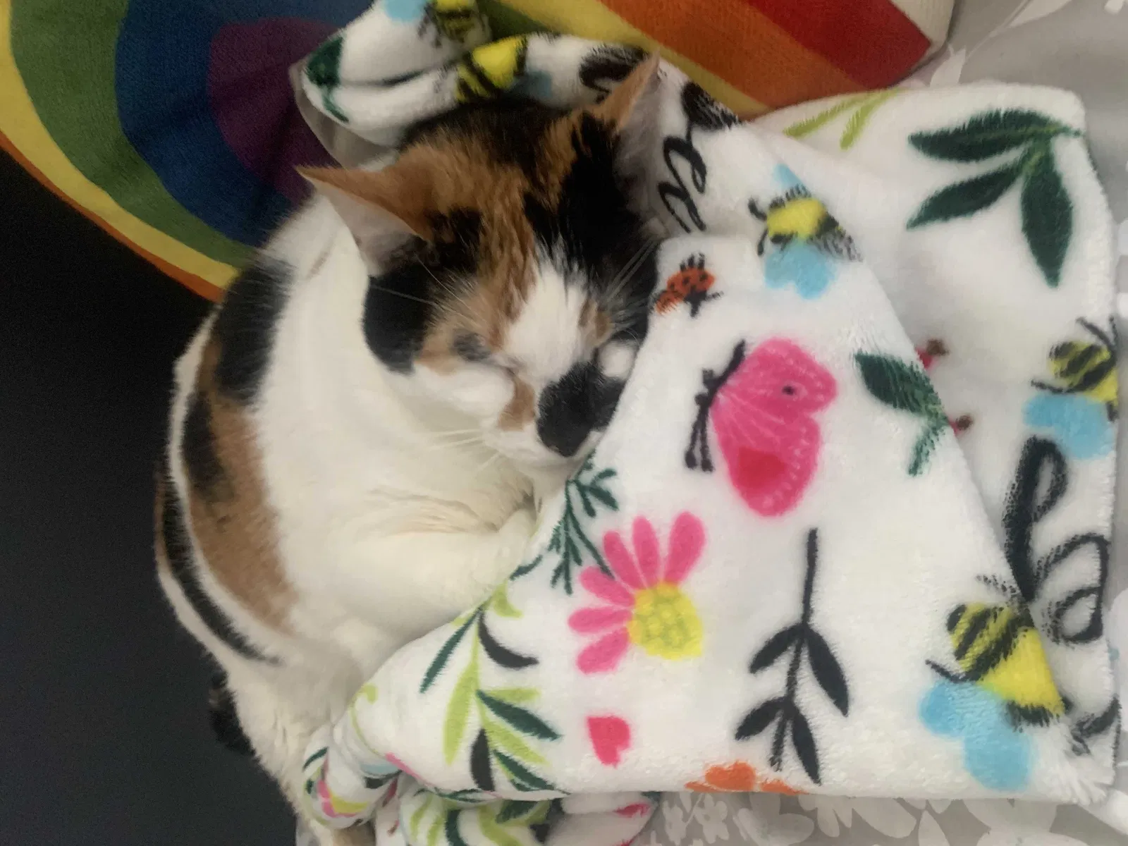 Lost cat in Birch Run, MI, 48415