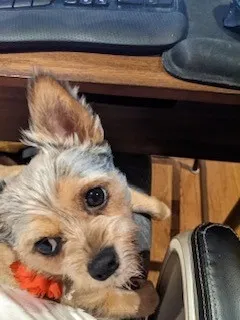 Lost dog in Houston, TX, 77080