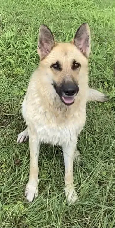 Lost dog in Hewitt, TX, 76643