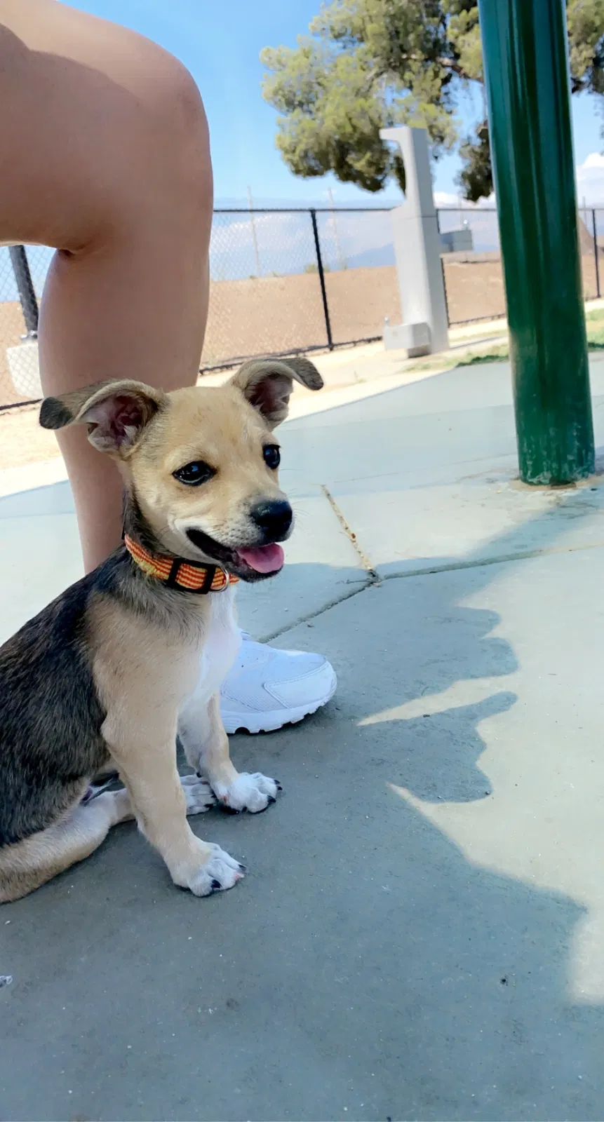 Lost dog in Montclair, CA, 91763