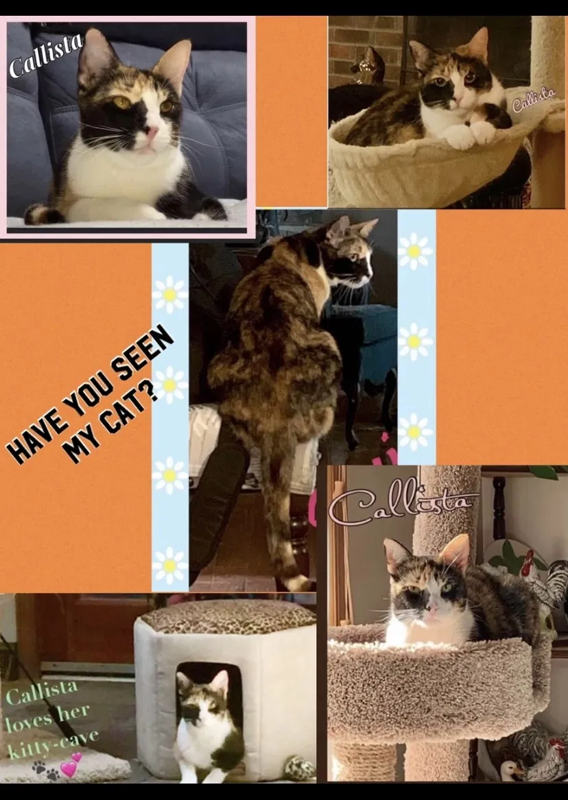 Lost cat in Simpsonville, SC, 29680
