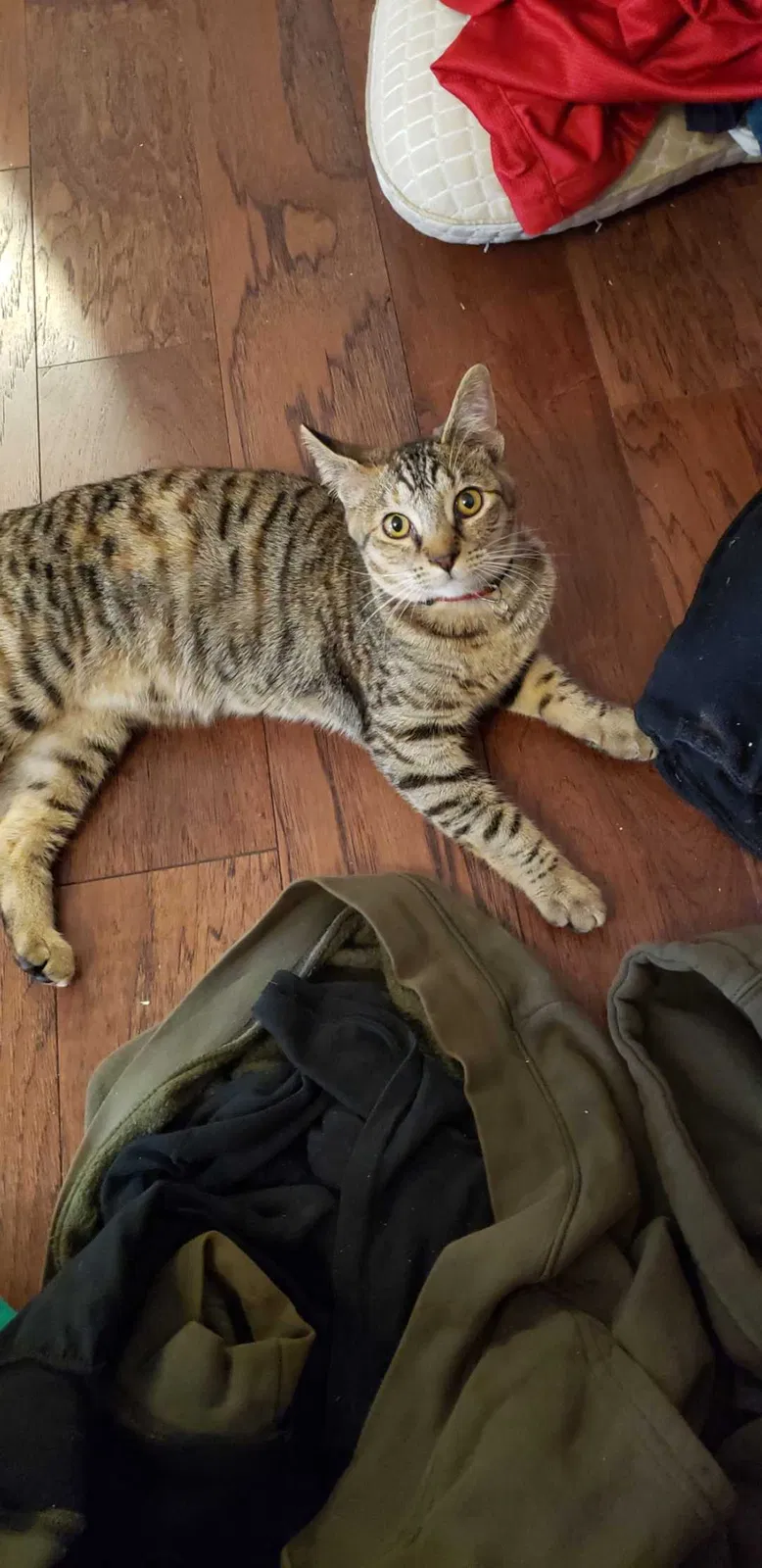 Lost cat in Sarver, PA, 16055