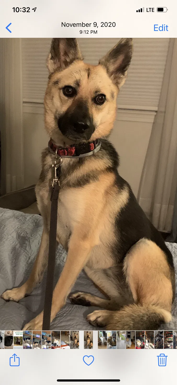 Lost dog in Plymouth, MA, 2360