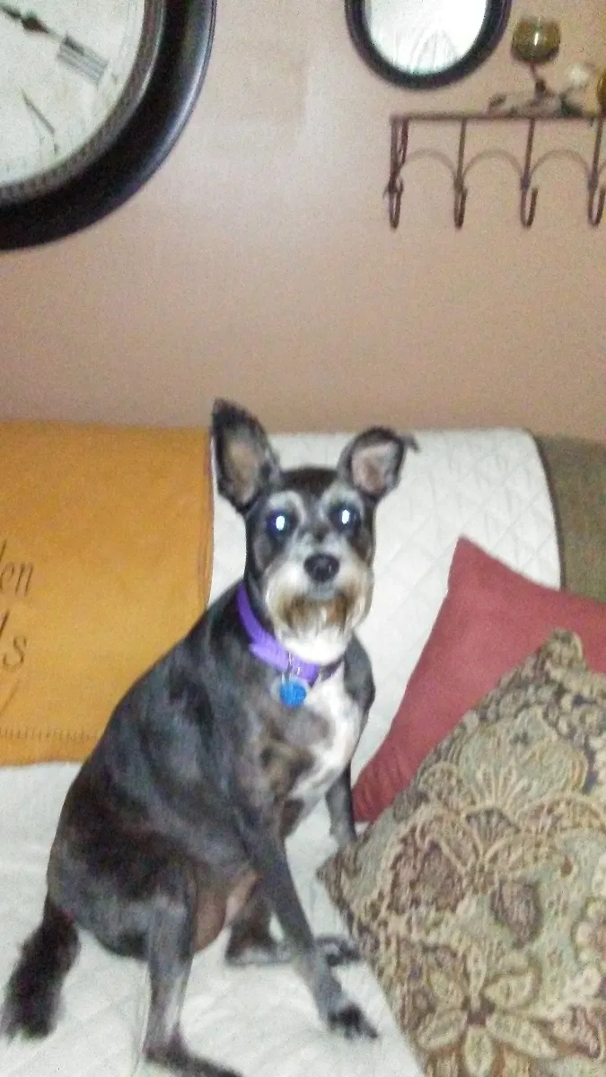 Lost dog in Grove City, OH, 43123