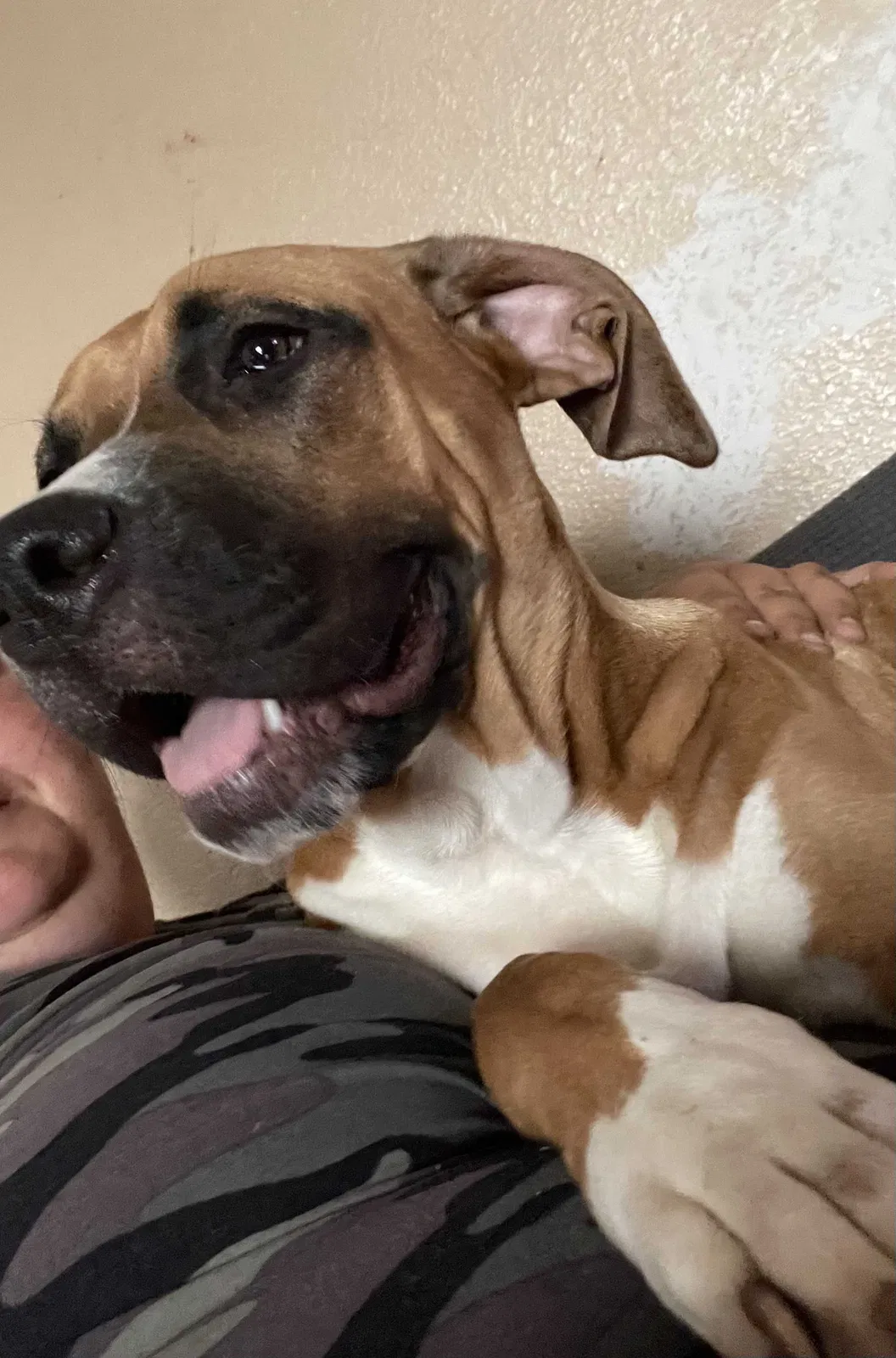 Lost dog in Alvarado, TX, 76009