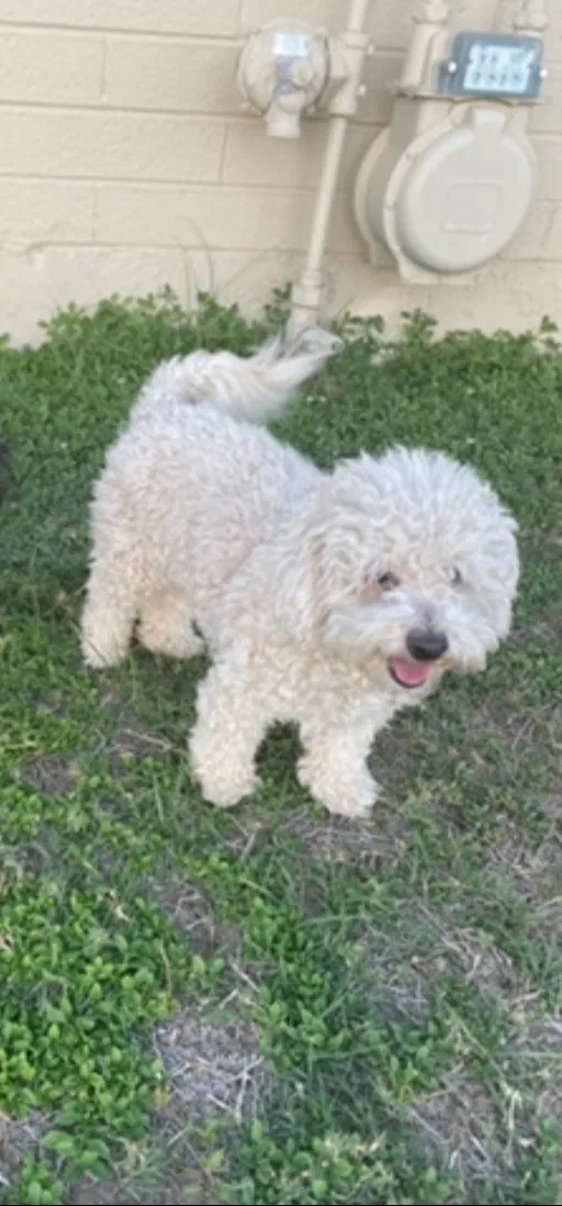 Lost dog in Mesa, AZ, 85201