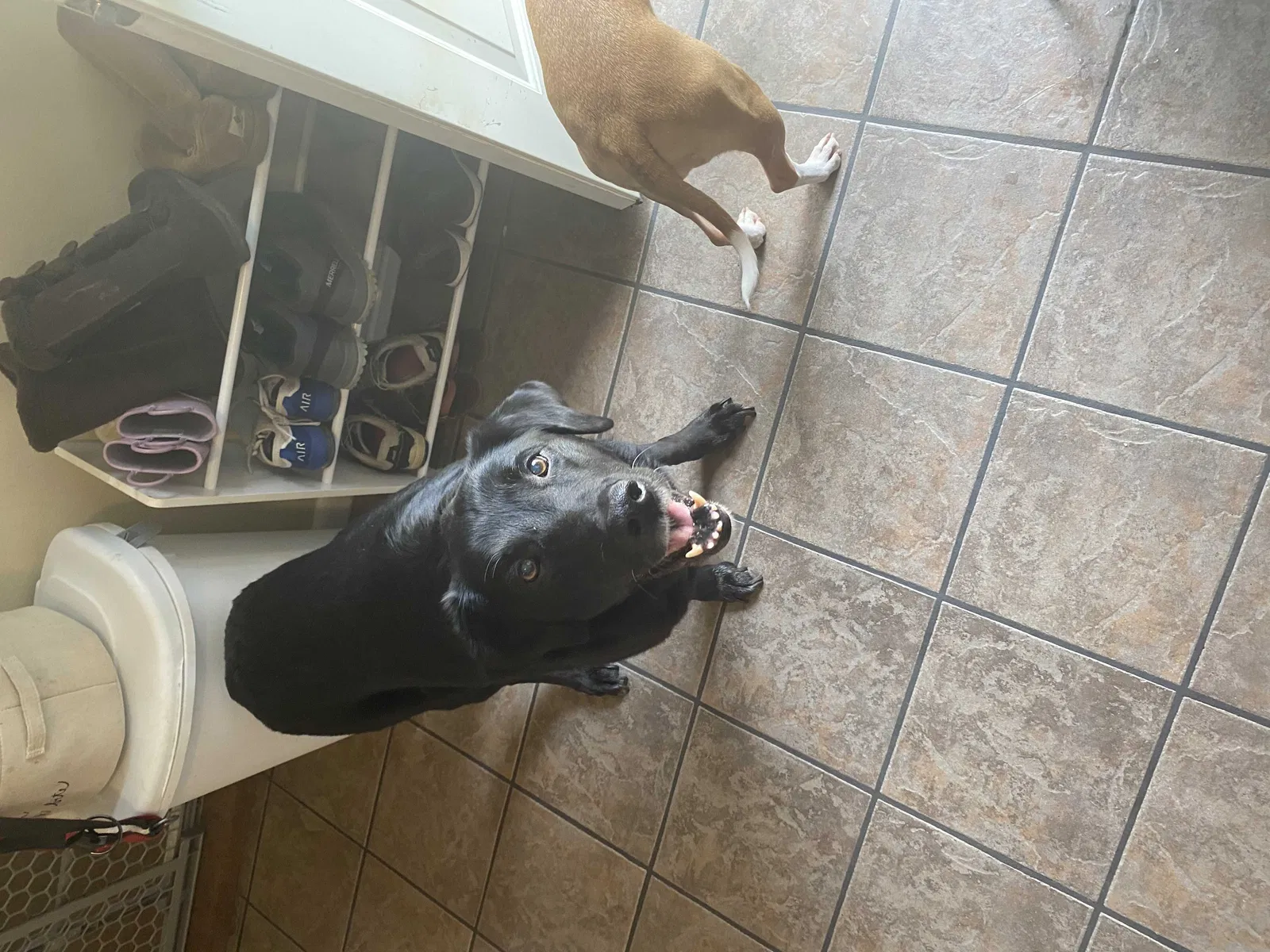 Lost dog in Downingtown, PA, 19335