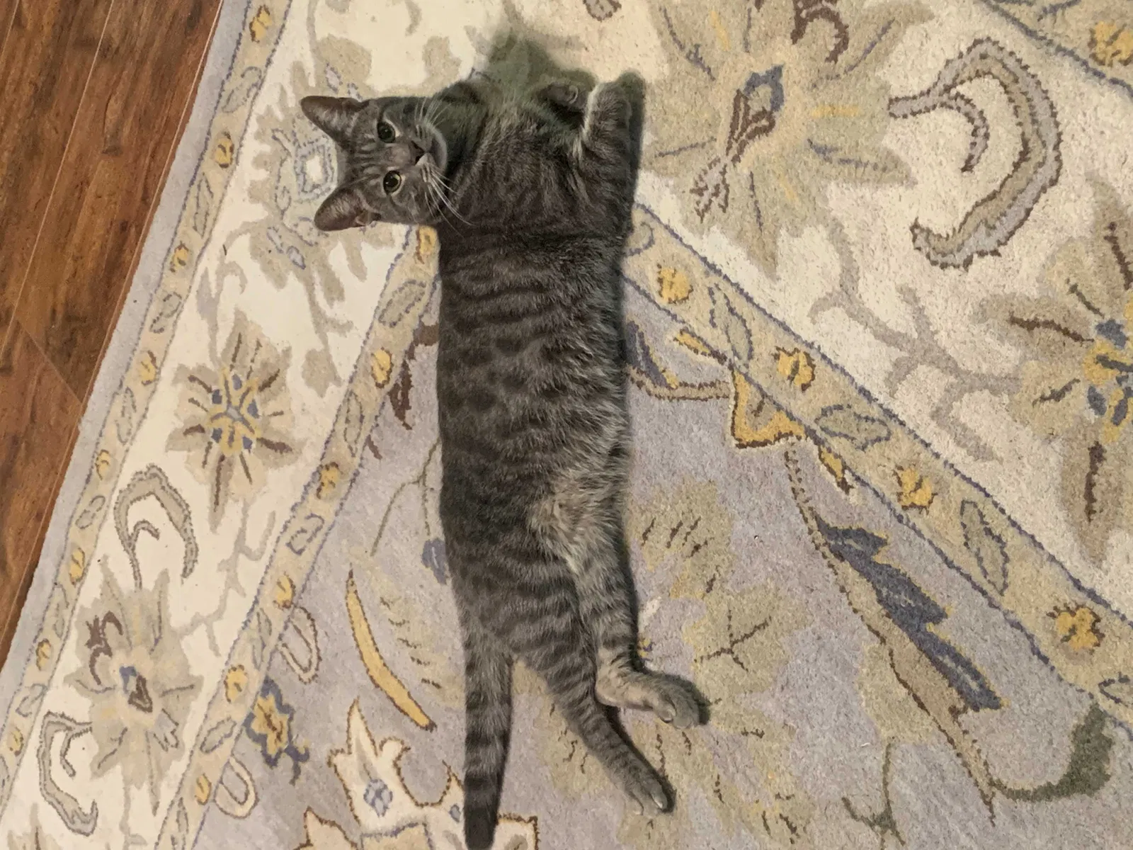Lost cat in Atlanta, GA, 30339