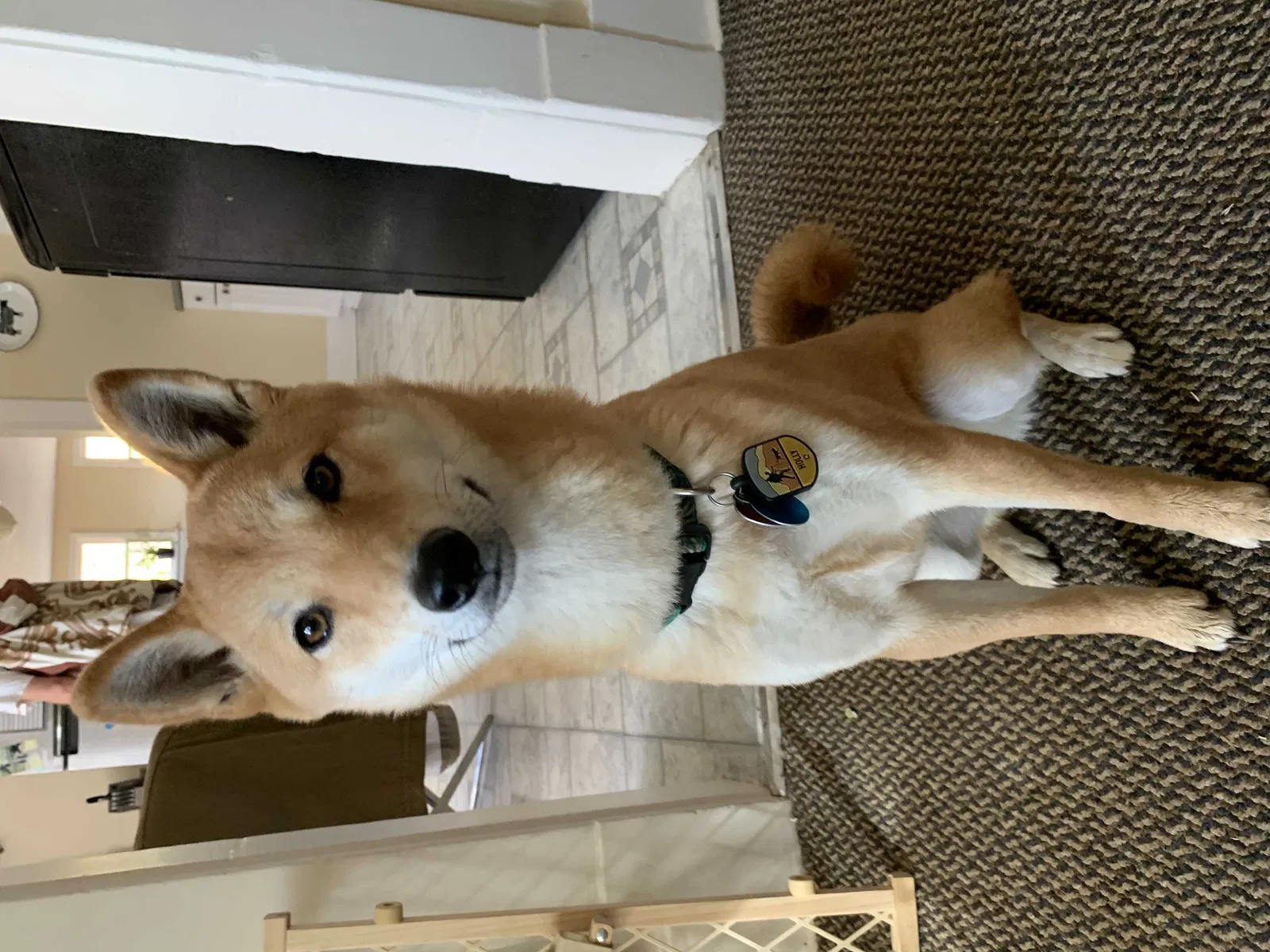Lost dog in Longmont, CO, 80503