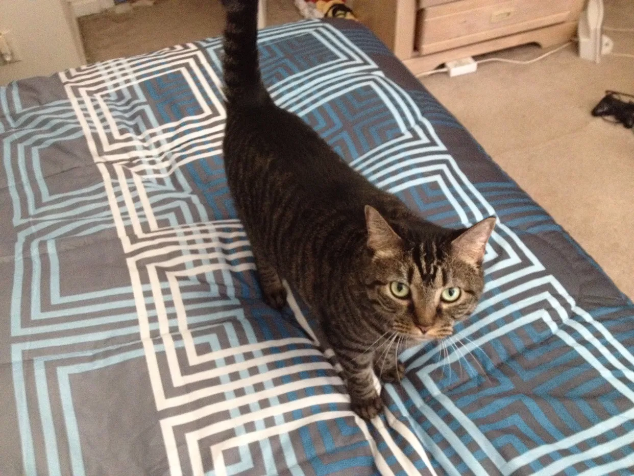 Lost cat in Goodlettsville, TN, 37072