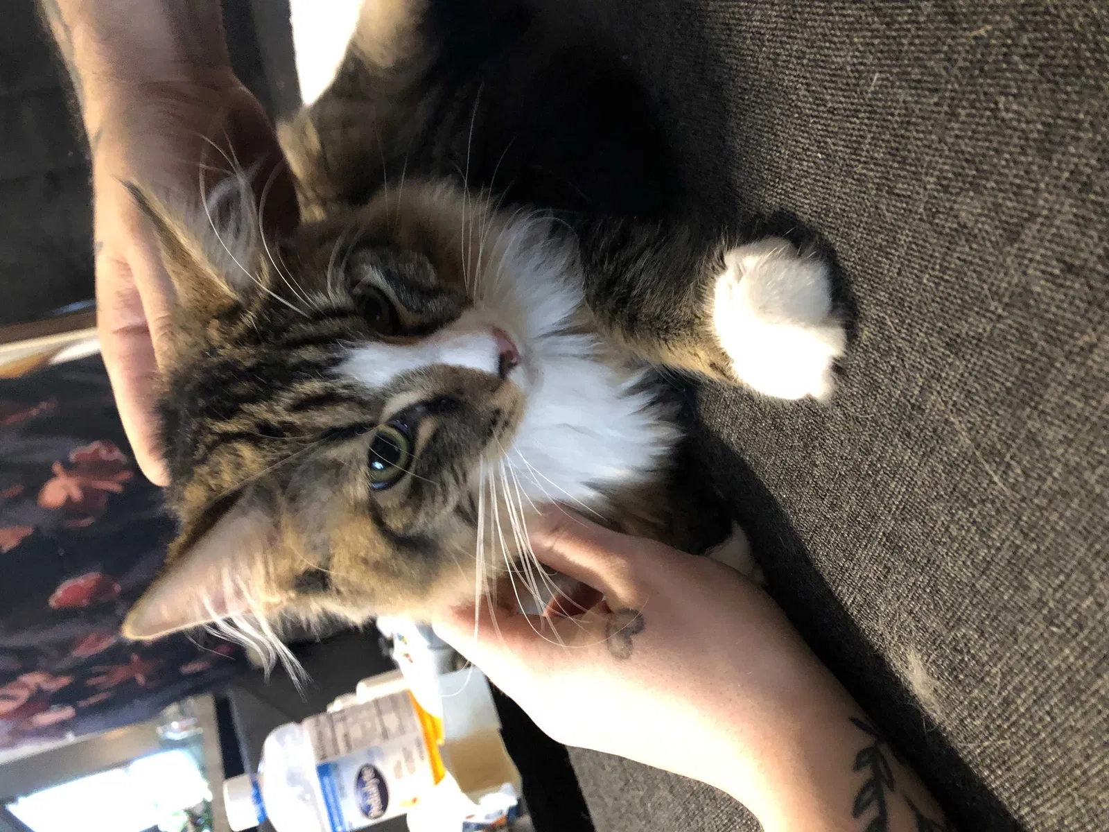 Lost cat in Columbia, TN, 38401