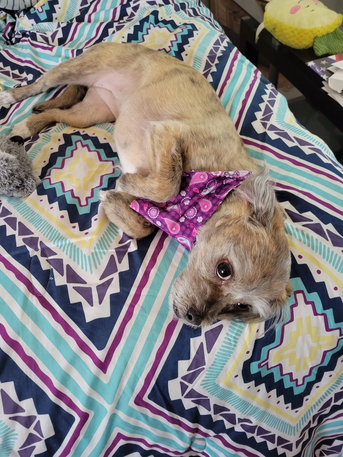 Lost dog in Las Cruces, NM, 88012