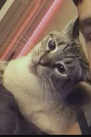 Lost cat in Citrus Heights, CA, 95621