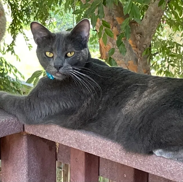 Lost cat in Murrieta, CA, 92563