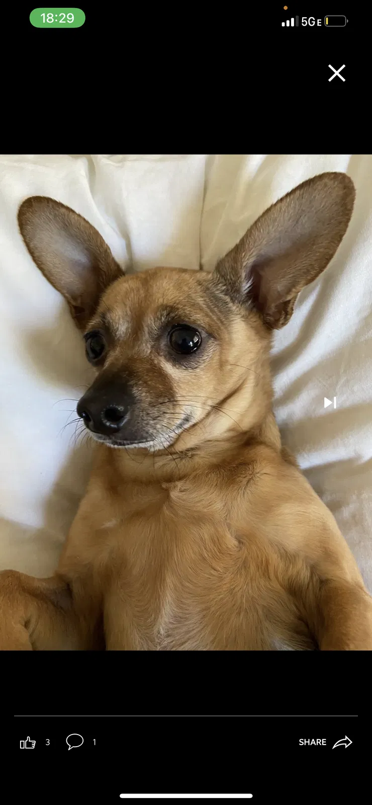 Lost dog in Las Vegas, NV, 89131