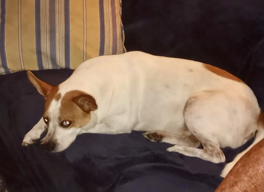 Lost dog in Richmond Hill, GA, 31324