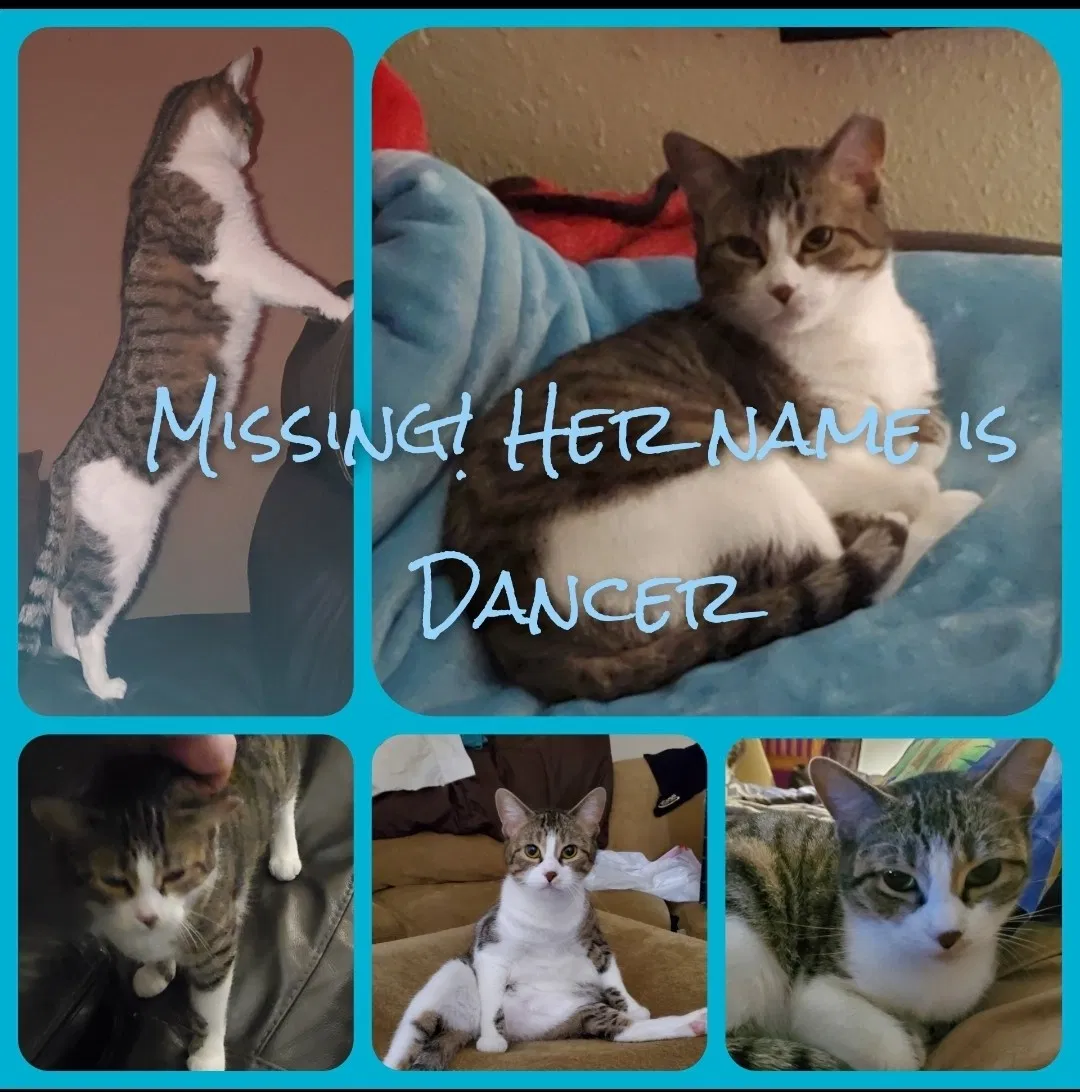 Lost cat in San Antonio, TX, 78254
